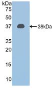 Polyclonal Antibody to Calpain 1 (CAPN1)