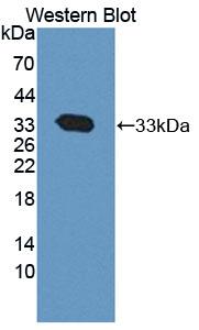 Polyclonal Antibody to Calpain 1 (CAPN1)