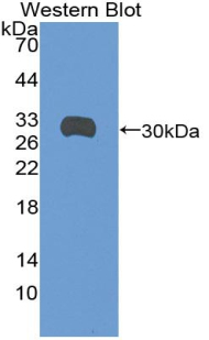 Polyclonal Antibody to Syndecan 1 (SDC1)