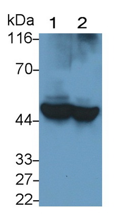 Polyclonal Antibody to Apolipoprotein A4 (APOA4)