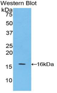 Polyclonal Antibody to Apolipoprotein A4 (APOA4)