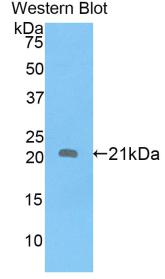 Biotin-Linked Polyclonal Antibody to Apolipoprotein D (APOD)