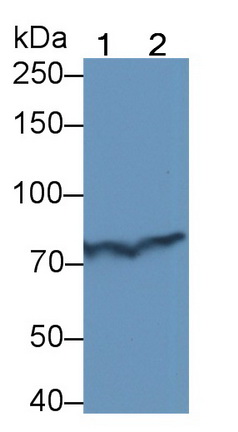 Polyclonal Antibody to Complement Component 5 (C5)
