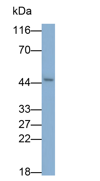 Polyclonal Antibody to Pigment Epithelium Derived Factor (PEDF)