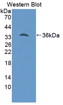 Polyclonal Antibody to Hepcidin (Hepc)