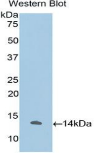 Polyclonal Antibody to Interleukin 33 (IL33)