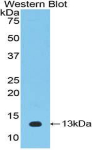 Polyclonal Antibody to Interleukin 33 (IL33)