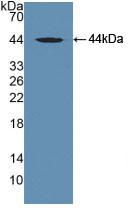 Polyclonal Antibody to Tau Protein (MAPT)