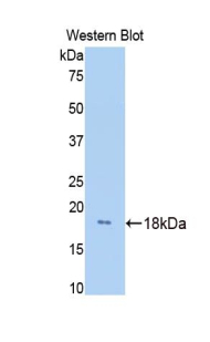 Polyclonal Antibody to Hemopexin (HPX)