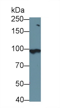 Polyclonal Antibody to Toll Like Receptor 3 (TLR3)