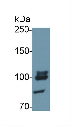 Polyclonal Antibody to Toll Like Receptor 5 (TLR5)