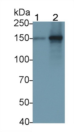 Polyclonal Antibody to Toll Like Receptor 8 (TLR8)