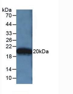 Polyclonal Antibody to Apolipoprotein A5 (APOA5)