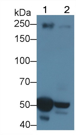 Polyclonal Antibody to Apolipoprotein B (APOB)