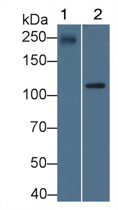 Polyclonal Antibody to Apolipoprotein B (APOB)