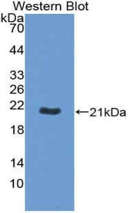 Biotin-Linked Polyclonal Antibody to Apolipoprotein B (APOB)