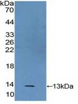 PAC009Hu01.jpg