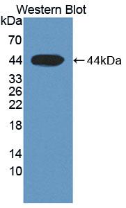 Polyclonal Antibody to Complement Factor B (CFB)