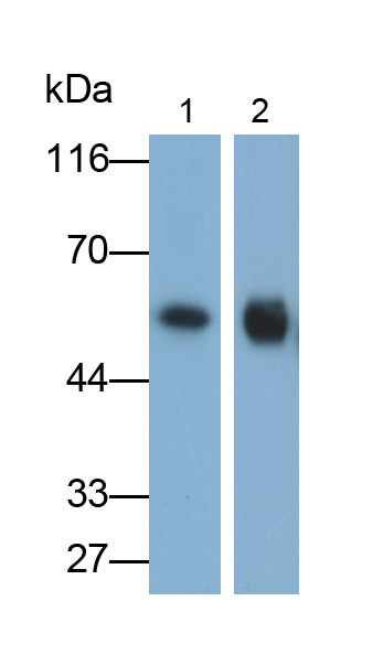 Polyclonal Antibody to Cytochrome P450 17A1 (CYP17A1)