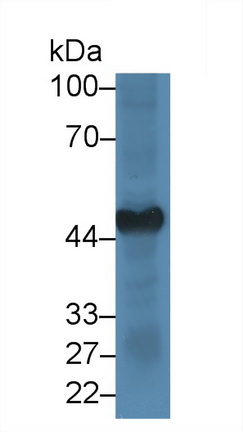 Polyclonal Antibody to Glucose Transporter 4 (GLUT4)