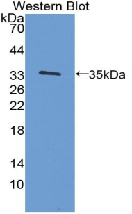 Polyclonal Antibody to Growth Differentiation Factor 15 (GDF15)