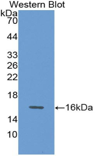 Polyclonal Antibody to Growth Differentiation Factor 15 (GDF15)