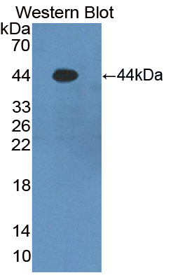 PAC035Bo01.jpg