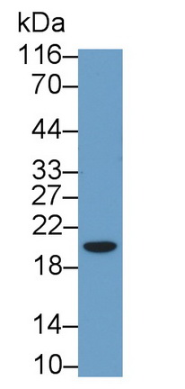 Polyclonal Antibody to Survivin (Surv)