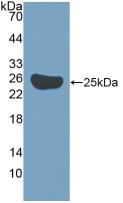 Polyclonal Antibody to Survivin (Surv)