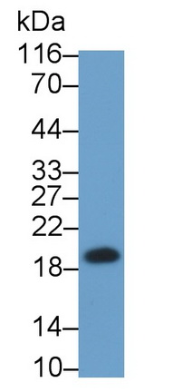 Polyclonal Antibody to High Mobility Group AT Hook Protein 2 (HMGA2)