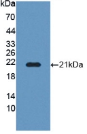 Polyclonal Antibody to Protein O-Fucosyltransferase 1 (POFUT1)