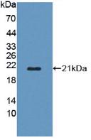 Polyclonal Antibody to Protein O-Fucosyltransferase 1 (POFUT1)