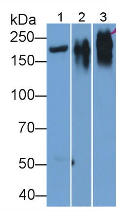 Polyclonal Antibody to Laminin Gamma 1 (LAMC1)