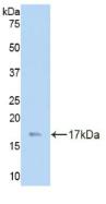 Polyclonal Antibody to Laminin Gamma 3 (LAMC3)