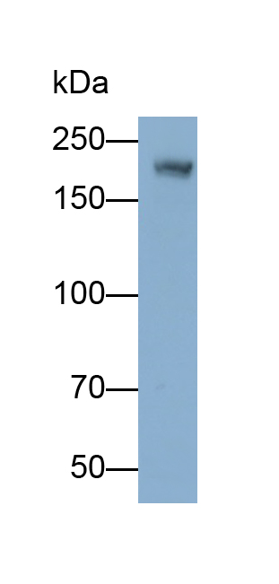 PAC084Mu02.jpg