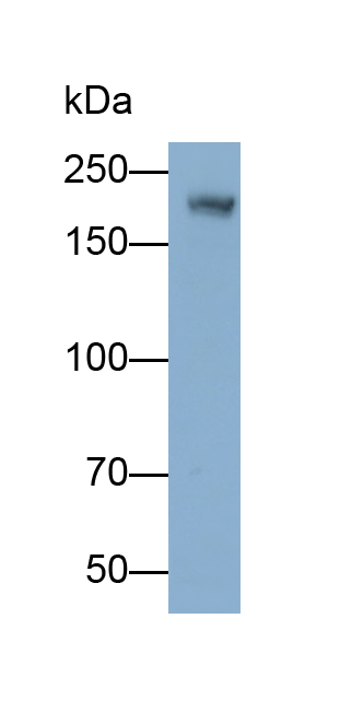 Polyclonal Antibody to Laminin Gamma 3 (LAMC3)