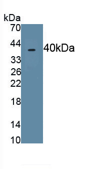 Polyclonal Antibody to Macrophage Inflammatory Protein 4 Alpha (MIP4a)