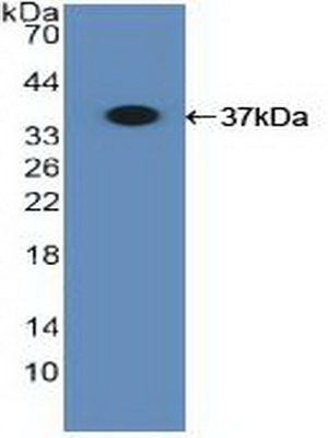 Polyclonal Antibody to Major Histocompatibility Complex Class I B (MHCB)