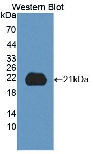 Polyclonal Antibody to Integrin Beta 8 (ITGb8)