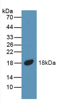 Polyclonal Antibody to Bone Morphogenetic Protein 5 (BMP5)