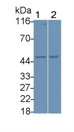 PAC103Mu02.jpg