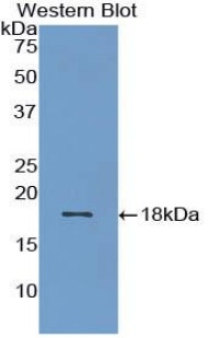 Polyclonal Antibody to Bone Morphogenetic Protein 15 (BMP15)