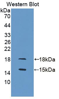 Polyclonal Antibody to Growth Differentiation Factor 3 (GDF3)