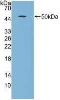 Polyclonal Antibody to Growth Differentiation Factor 5 (GDF5)