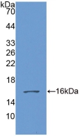 Polyclonal Antibody to Growth Differentiation Factor 6 (GDF6)