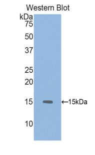 Polyclonal Antibody to Growth Differentiation Factor 6 (GDF6)