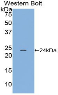 Polyclonal Antibody to Gremlin 1 (GREM1)