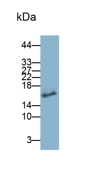 Polyclonal Antibody to Gremlin 1 (GREM1)