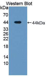 Polyclonal Antibody to Latent Transforming Growth Factor Beta Binding Protein 1 (LTBP1)