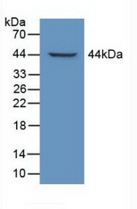 Polyclonal Antibody to Latent Transforming Growth Factor Beta Binding Protein 1 (LTBP1)